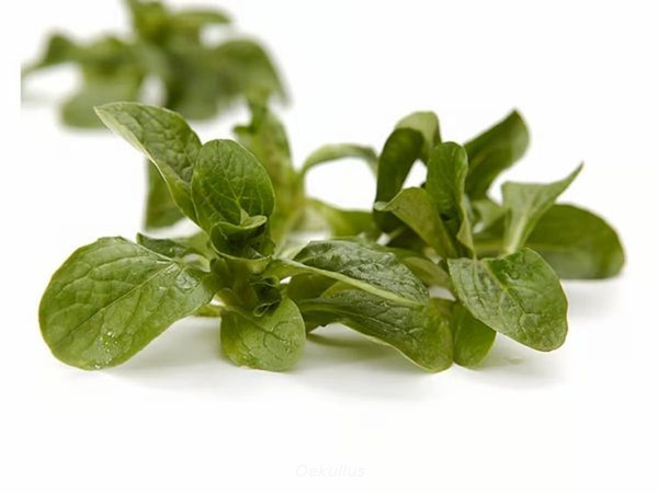 Produktfoto zu Kiste: Feldsalat 1kg