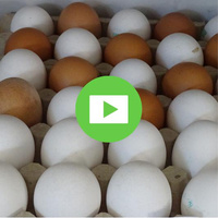 Bruderhahn und Zweinutzungshuhn